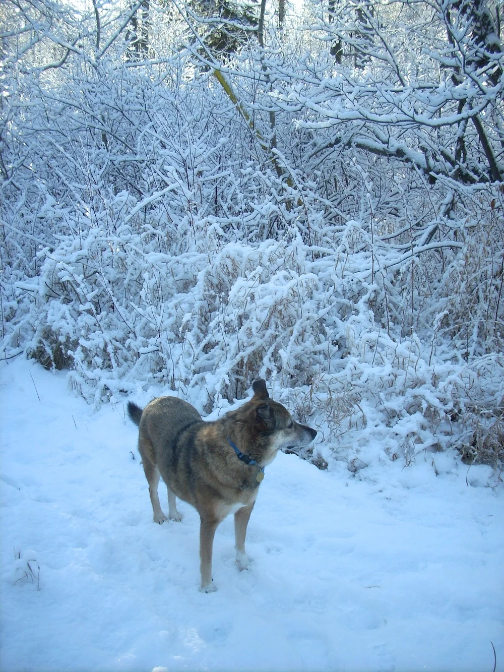 Maggie in snow