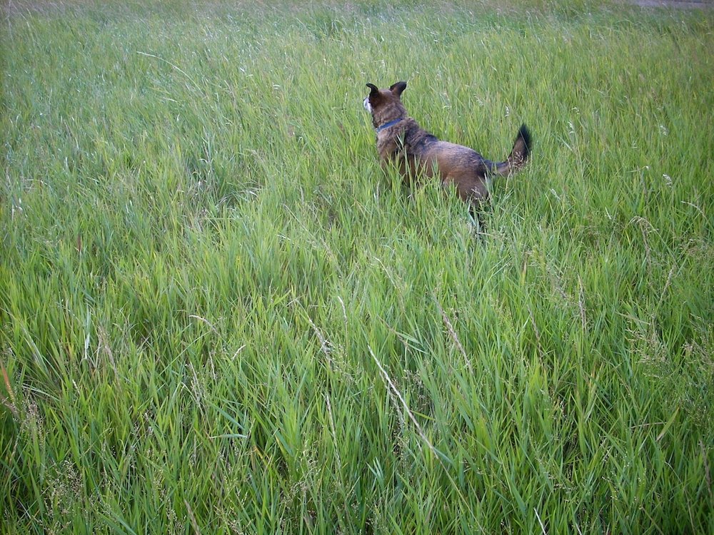 Maggie in the field