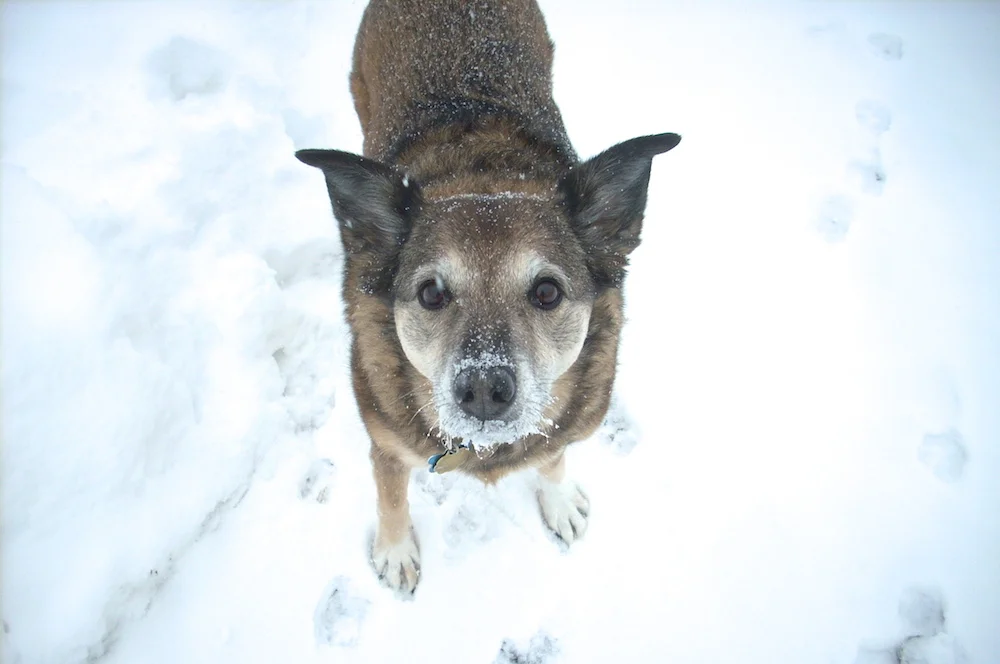Maggie snowface